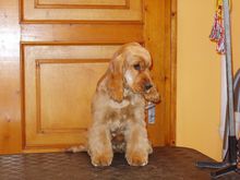 Kutyakozmetika és hidroterápia Budapesten