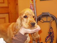 Kutyakozmetika és hidroterápia Budapesten