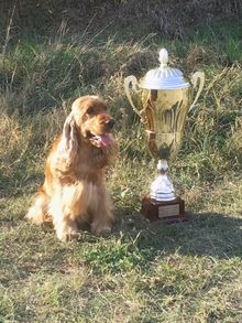 Kutyakozmetika és hidroterápia Budapesten