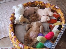 Kutyakozmetika és hidroterápia Budapesten