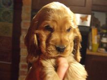 Kutyakozmetika és hidroterápia Budapesten