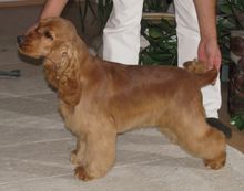 Kutyakozmetika és hidroterápia Budapesten