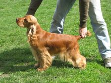 Kutyakozmetika és hidroterápia Budapesten