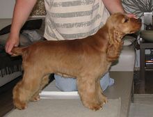 Kutyakozmetika és hidroterápia Budapesten