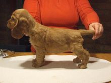 Kutyakozmetika és hidroterápia Budapesten